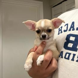 Princess - Sable spotted white female Chihuahua puppy in Miami, Florida from GioVel Chihuahua and Italian greyhounds