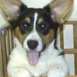 Cardigan Welsh Corgi Puppies from Mackey Cardigans