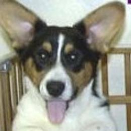 Cardigan Welsh Corgi Puppies from Mackey Cardigans