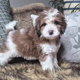 Iris - Parti female Springerdoodle puppy in Fargo, North Dakota from Dakota SpringerDoodles
