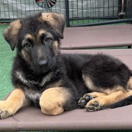 Boz - Black and tan male German Shepherd puppy in Central Florida, Florida from Vom Furstenhund