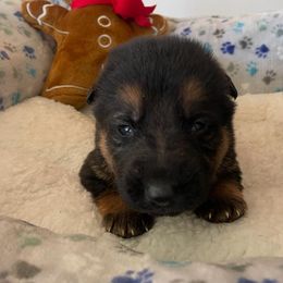 Fergie - Black and red female German Shepherd puppy in Whitewater, California from Vom Haus Metzler Shepherds