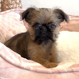 Jackson - Red male Brussels Griffon puppy in Arizona from Melody Lane Brussels Griffons