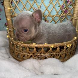 Boy 1 - Tricolors male French Bulldog puppy in Minco, Oklahoma from Findley’s Furbabies