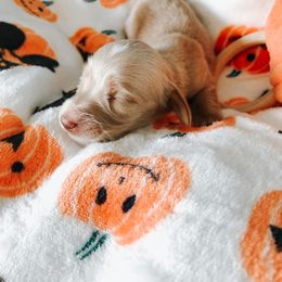 Dachshund Puppies from Mill Creek Dachshunds