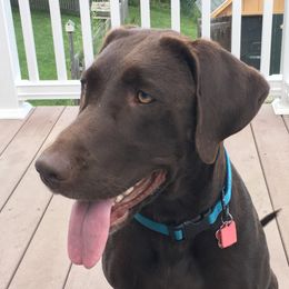 Marlee  - Labrador Retriever