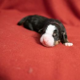 Greco - Black rust and white Bernese Mountain Dog puppy in Pisgah Forest, North Carolina from Holly Hill Berners