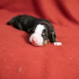 Greco - Black rust and white Bernese Mountain Dog puppy in Pisgah Forest, North Carolina from Holly Hill Berners
