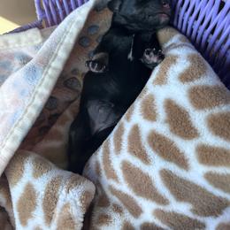 Boy 2 - Black and silver male Miniature Schnauzer puppy in Springfield, Tennessee from My Lovable Schnauzers