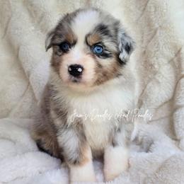 Snickers - Blue merle female Miniature Australian Shepherd puppy in Cleveland, Georgia from Jam's Doodles And Poodles