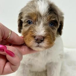 Isaac - Chocolate merle male Bernedoodle puppy in Oologah, Oklahoma from Timber Hills Poodles and Doodles