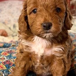 Fisher - Red  male Goldendoodle puppy in Lillington, North Carolina from Peace, Love, and Puppies at the Creek