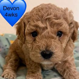 Devon - Apricot male Poodle puppy in Bedford, Texas from S.H.A.R.P.’s Toy Poodles