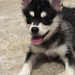 Dakota - Black and tan male Shiba Inu puppy in Winthrop, Minnesota from Kayobi Shibas