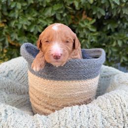 Simon - Parti male Goldendoodle puppy in Barstow, California from Golden Desert Doodles
