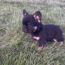 Boy 1 - Black and tan male French Bulldog puppy in Des Moines, Iowa from Frenchie Dreams Come True
