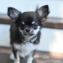Boss - Black and silver male Chihuahua puppy in Ross, California from Bri Chi's