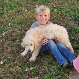 Peral (White collar) - Cream female Companion Cross puppy in Richmond, Missouri from Natalie's Happy Fur Paw's