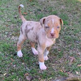 Female 3 - Red merle female Catahoula Leopard Dog puppy in Gadsden, Alabama from Rich Cat’s
