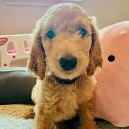 Girl 1 - female Goldendoodle puppy in Humble, Texas from Donna Bear and the Golden Doodles
