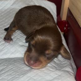 Peter Pan - Chocolate and tan male Dachshund puppy in Forest Hill, Texas from Ruff n’ Tumble