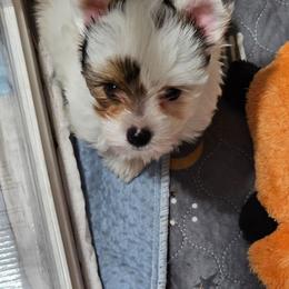 Comet - Parti male Yorkshire Terrier puppy in Atlanta, Georgia from Royal Beauties Yorkies of Atlanta