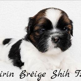 TILLY MAE - Tricolor female Shih Tzu puppy in Las Vegas, Nevada from Beirin Breige Shih Tzus