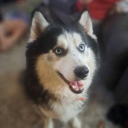 Dee - Siberian Husky