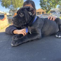 Blue - Black male Cane Corso puppy in Norwalk, California from Gaxx Corsos