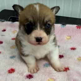 Juno 4 - White and red female Pembroke Welsh Corgi puppy in Jenkinsburg, Georgia from Red Elephant Farms