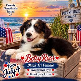 Betsy Ross - Black tri female Miniature Australian Shepherd puppy in Port Saint Lucie, Florida from Charlene Brannon's Mini Australian Shepherds