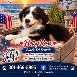 Betsy Ross - Black tri female Miniature Australian Shepherd puppy in Port Saint Lucie, Florida from Charlene Brannon's Mini Australian Shepherds