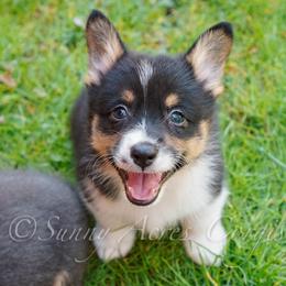 Finch - Black and tan male Pembroke Welsh Corgi puppy in Bedford, Indiana from Sunny Acres Corgis