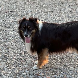 Gap - Australian Shepherd