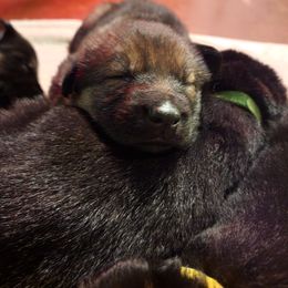 German Shepherd Puppies from Shepherds of the Hundred Acres