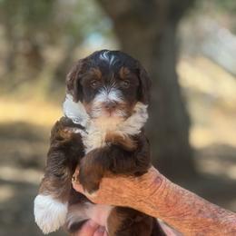 Jasmine - female Australian Mountain Doodle puppy in Temecula, California from Country Hills Doodles