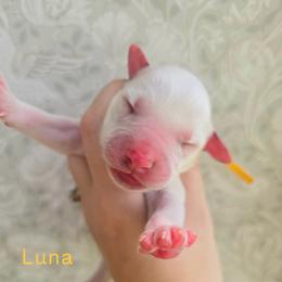 Luna - LUA long coat - White and liver brown female Dalmatian puppy in Jefferson, Georgia from Spotted Jewels Dalmatians