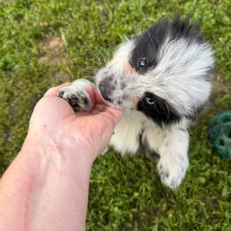 James Bond - Seal male Border Collie puppy in Crawfordsville, Indiana from Rescued Dreams Border Collies