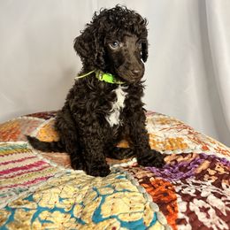 Oakley - Brown male Poodle puppy in Philadelphia, Pennsylvania from The Stone’s Poodles