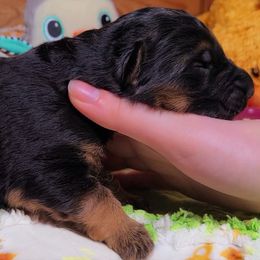 Green Collar - Male - Black and red male German Shepherd puppy in Charlotte, North Carolina from Zuflucht K9s