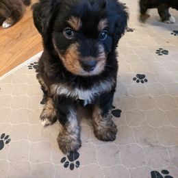 Aussiedoodle, Australian Shepherd, and Golden Retriever Puppies from Hope & Joy Acres