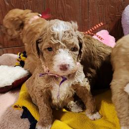Opal - Caramel female Labradoodle puppy in Fostoria, Michigan from North Country Kennel Club