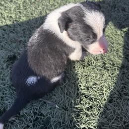 Boy 1 - Black and white male Border Collie puppy in Temecula, California from Joni Gibson's Border Collies