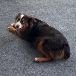 Mocha - Toy Australian Shepherd