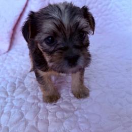 Boy 2 - Black and tan male Shorkie puppy in Florida from Shih tzus and Shorkies Galore