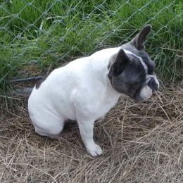 French Bulldog All Grown Up from Undeniabull French Bulldogs
