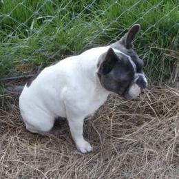 French Bulldog All Grown Up from Undeniabull French Bulldogs