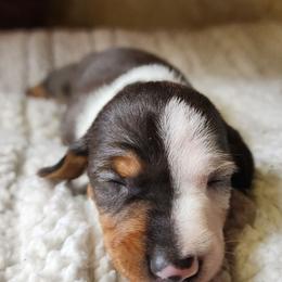 Max - Piebald male Dachshund puppy in East Bend, North Carolina from Yadkin Valley Dachshunds