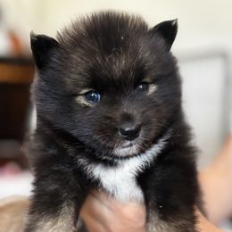 Ginny - Black female Pomsky puppy in Plano, Texas from Bowtique Pomskies