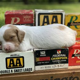 Brittany Puppies from HillTop Brittany Kennel
